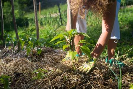 paillage-permaculture-bio