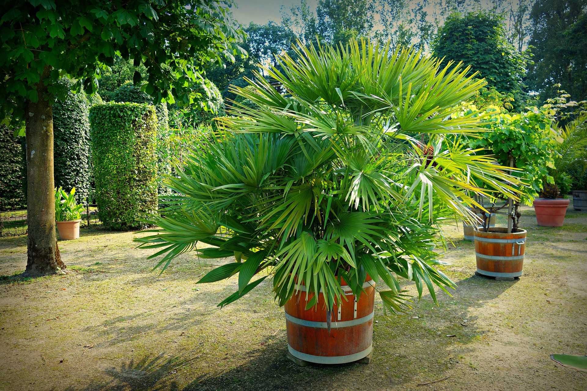 terreau-pour-palmier-pas-cher