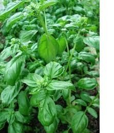 carre-potager-escalier-bois-basilic