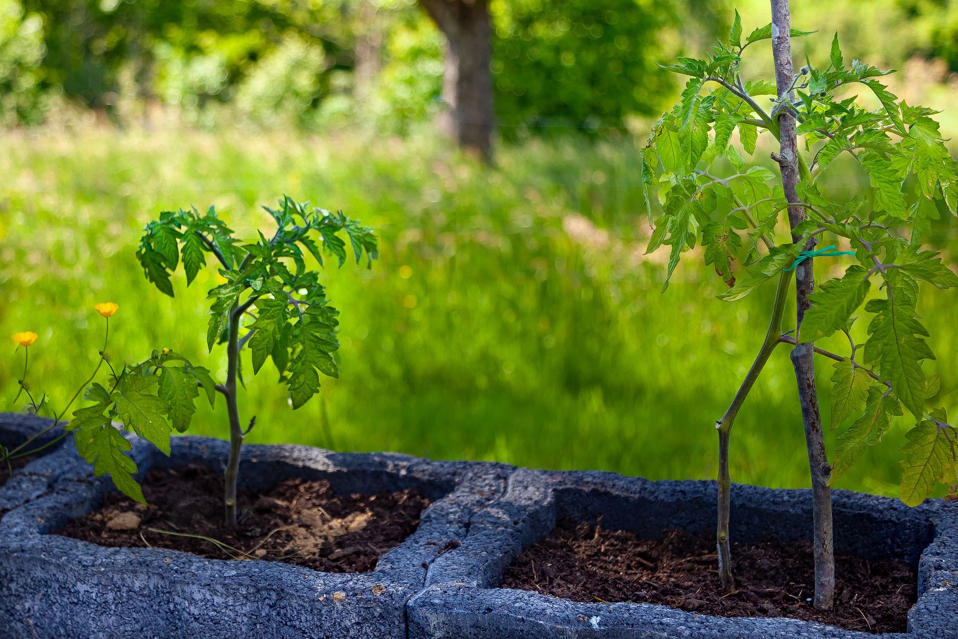 terreau-pour-tomate-cerise