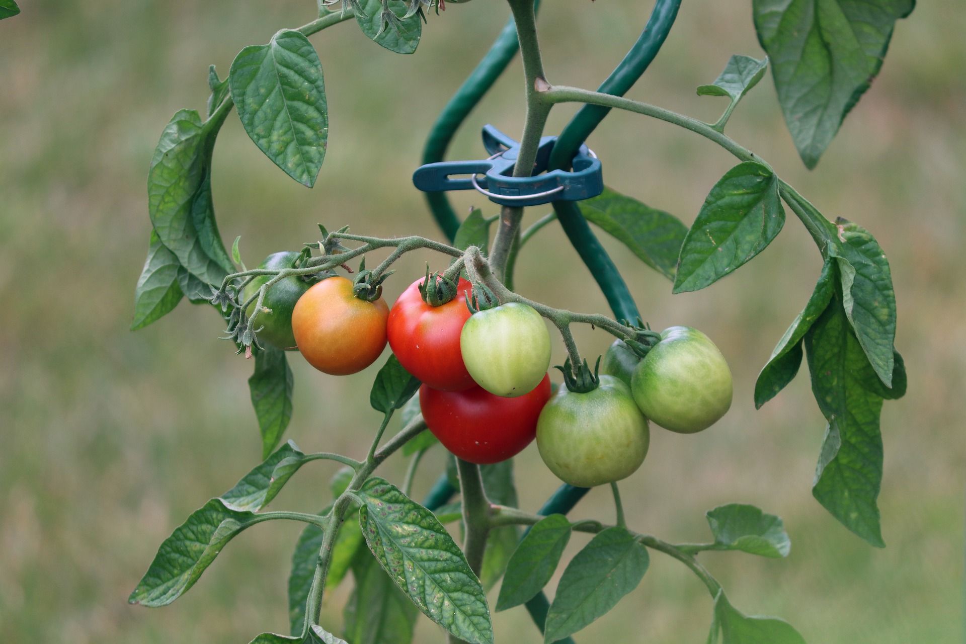 terreau-pour-tomate-bio