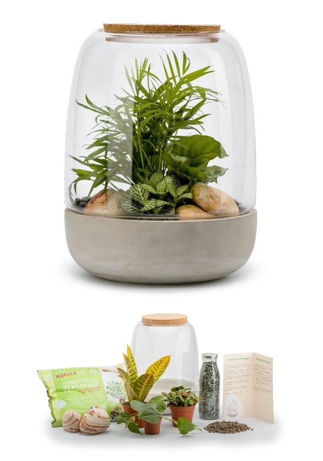 Kit terrarium plantes Opendo M (24 x 31 cm)
