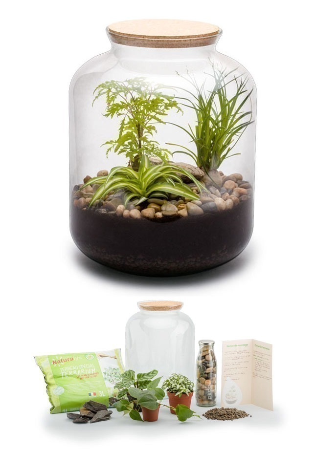 Kit terrarium plantes Bonbonne mix S (24 x 31 cm)