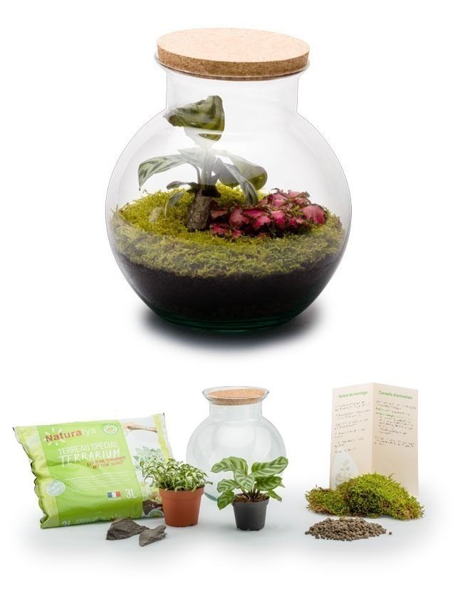 Kit terrarium plantes Havana S (20 x 19 cm)
