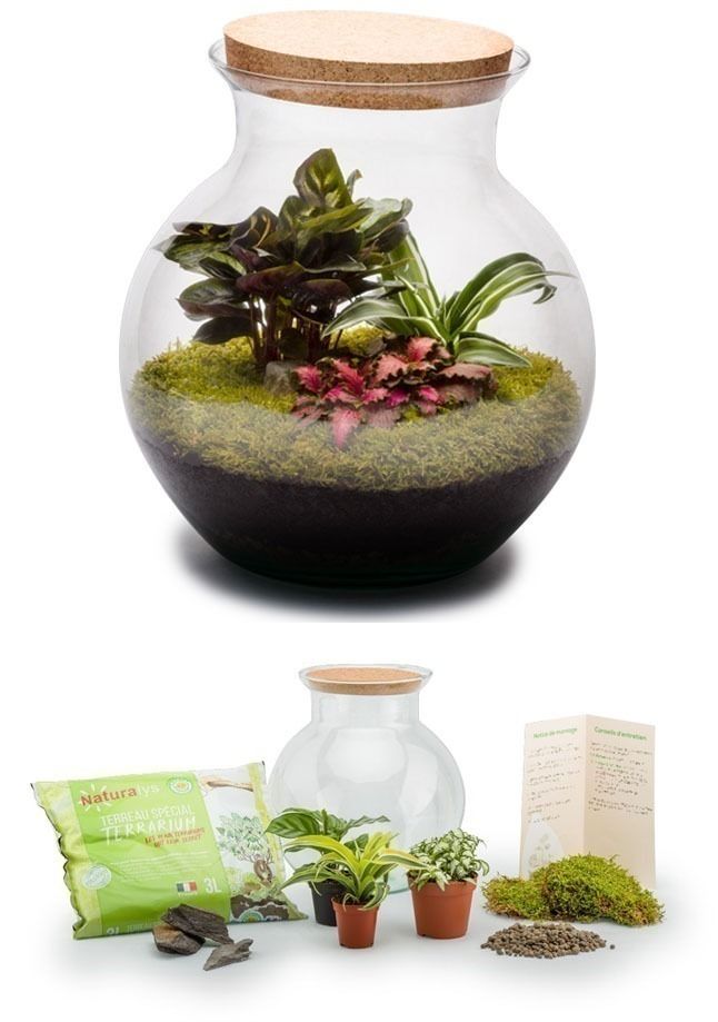 Kit terrarium plantes Havana L (28 x 27 cm)