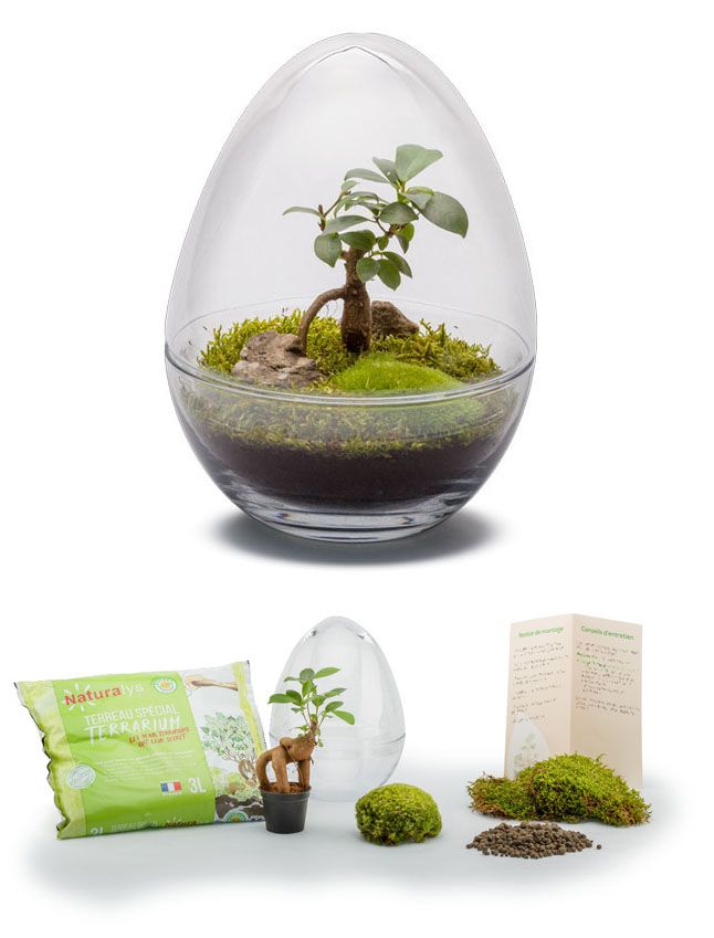 Kit terrarium plantes Diplo S (24 x 17 cm)