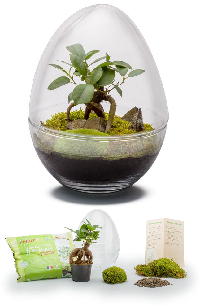 Kit terrarium plantes Diplo M (29 x 21 cm)