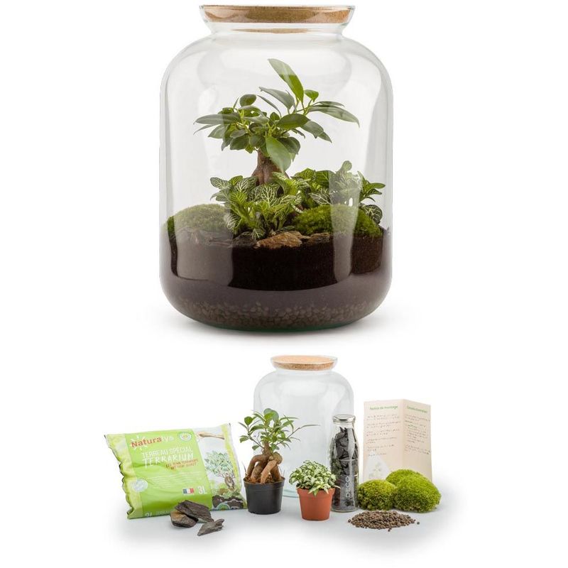 Kit terrarium plantes Bonbonne S (25 x 31 cm)