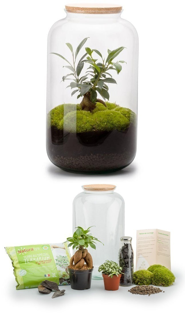 Kit terrarium plantes Bonbonne M (23 x 41 cm)