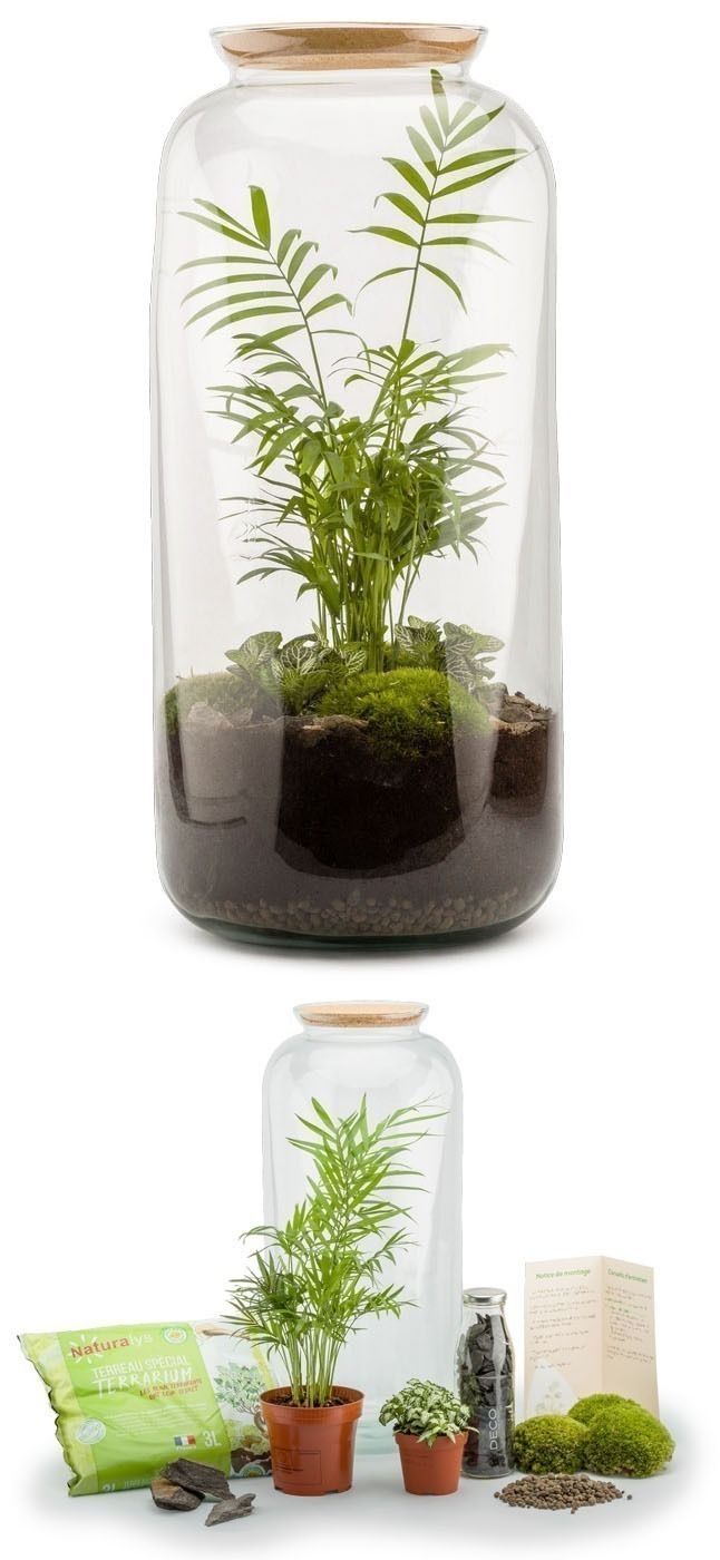 Kit terrarium plantes Bonbonne L (23 x 51 cm)