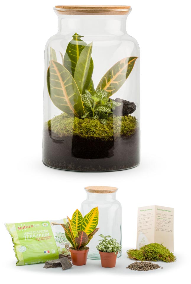 Kit terrarium plantes Jungle mix M (19 x 31 cm)