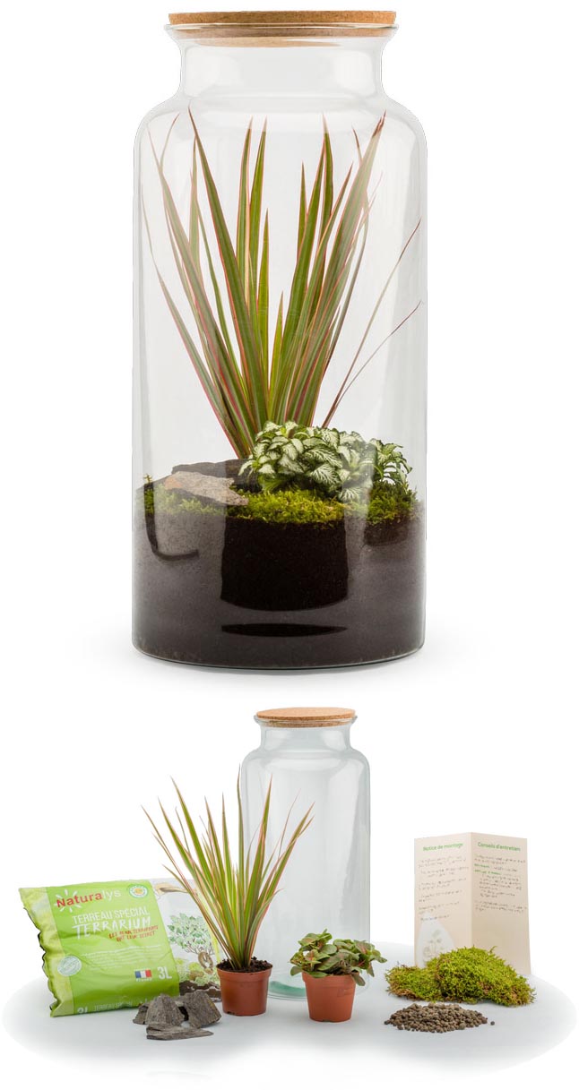 Kit terrarium plantes Jungle mix L (19 x 41 cm)