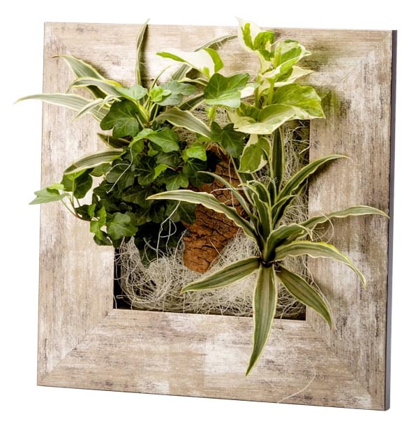 Cadre végétal avec plantes vivantes Wallflower métal vieilli S (31 x 31 cm)