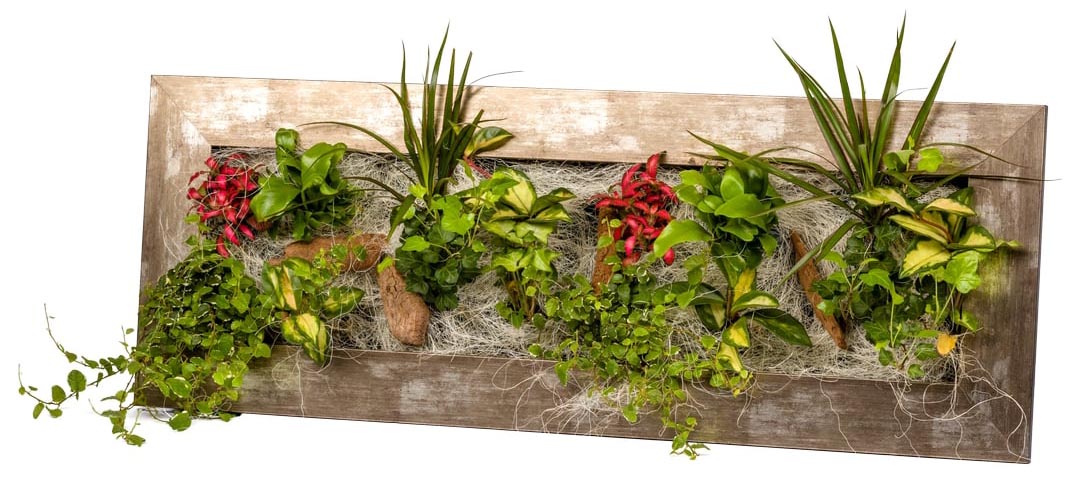Cadre végétal avec plantes vivantes Wallflower métal vieilli L (90 x 37 cm)
