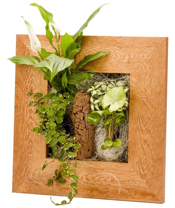 Cadre végétal avec plantes vivantes Wallflower vieux bois S (31 x 51 cm)