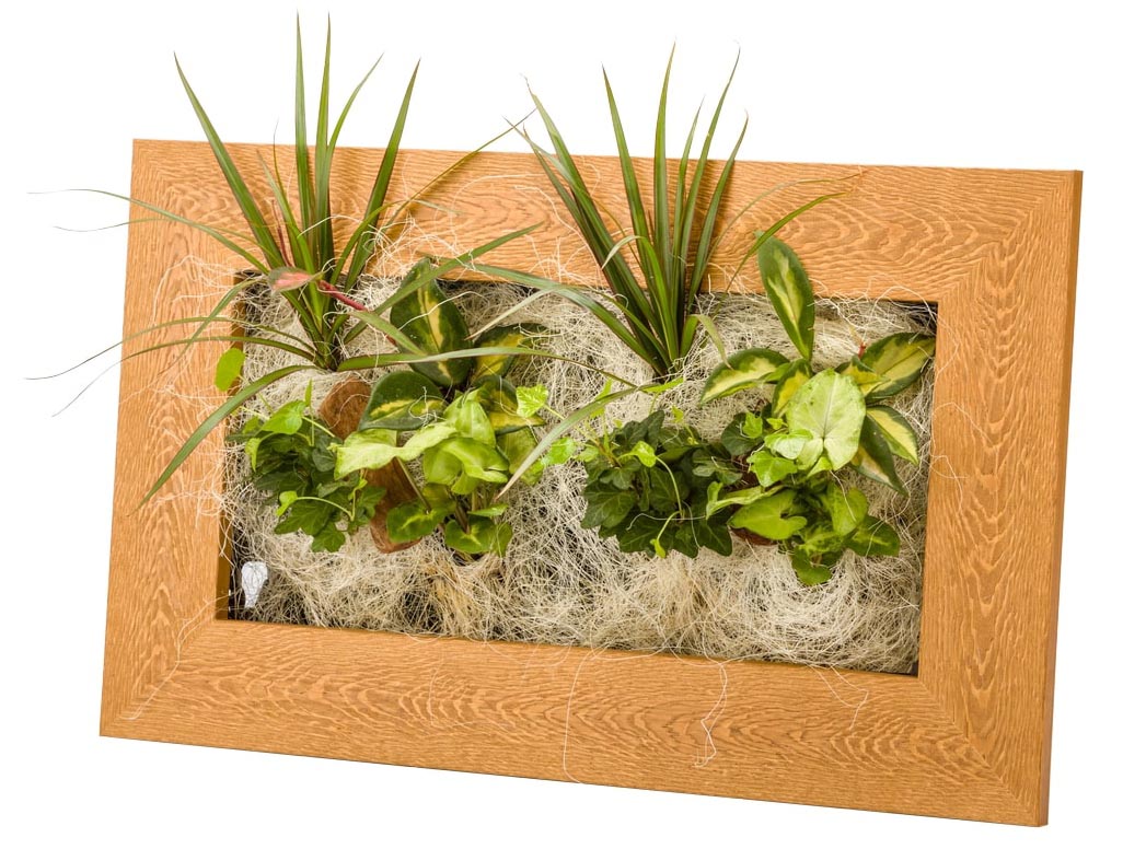 Cadre végétal avec plantes vivantes Wallflower vieux bois M (58 x 37 cm)