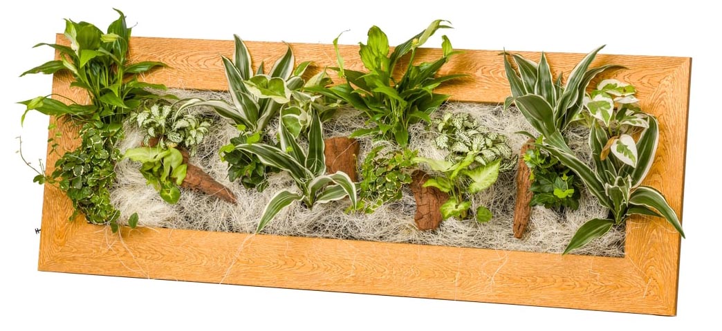 Cadre végétal avec plantes vivantes Wallflower vieux bois L (90 x 37 cm)
