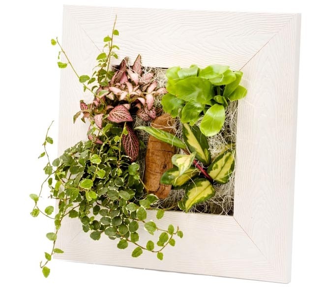 Cadre végétal avec plantes vivantes Wallflower bois blanchi S (31 x 51 cm)