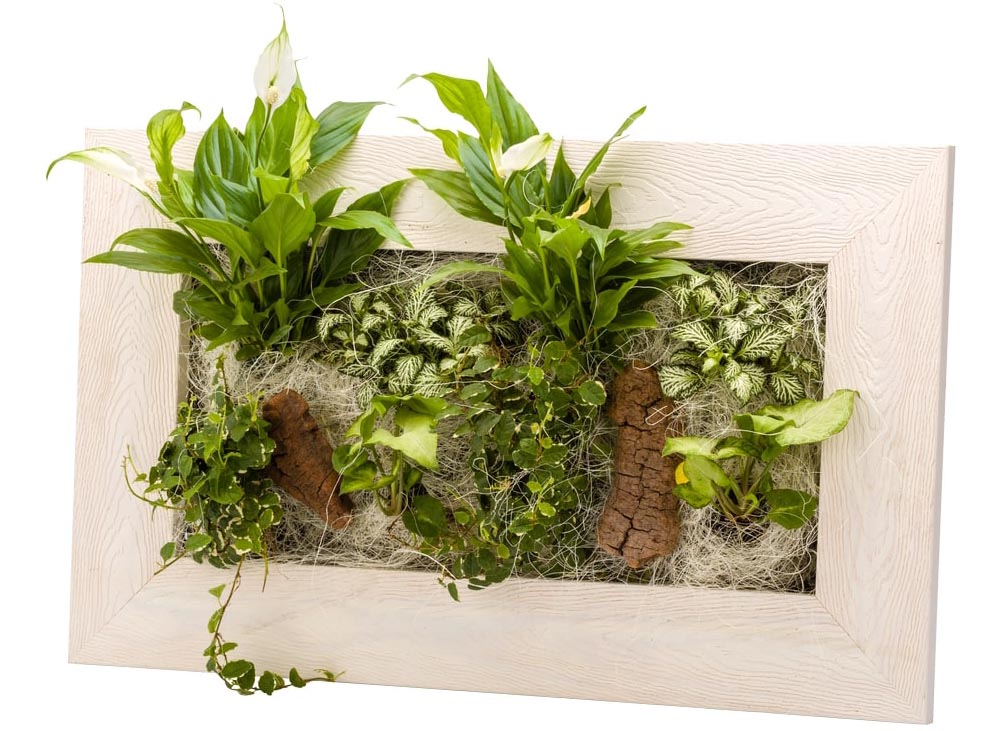 Cadre végétal avec plantes vivantes Wallflower bois blanchi M (58 x 37 cm)