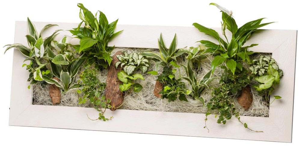 Cadre végétal avec plantes vivantes Wallflower bois blanchi L (90 x 37 cm)