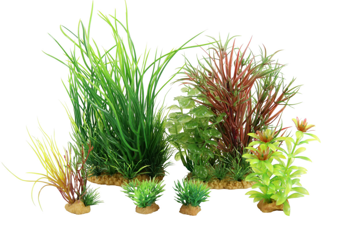 Kit de 6 plantes Plantkit Jalaya