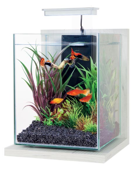 Kit aquarium avec support bois éclairage et filtre Jalaya Zebrano
