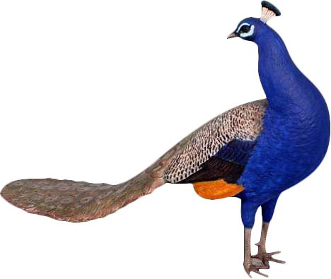 Paon tête tournée en résine taille réelle