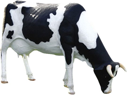 Vache tachetée tête basse en résine 210 cm