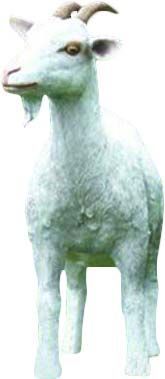 Chèvre adulte en résine 80 cm