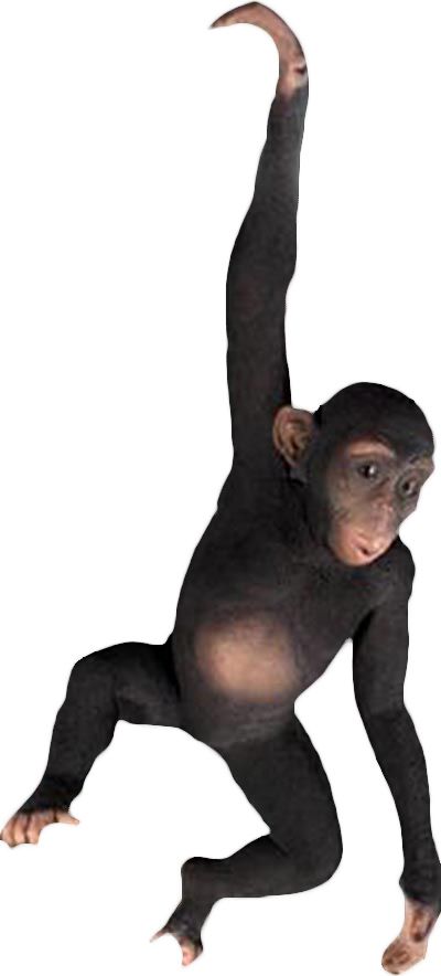 Chimpanzé avec bras suspendu en résine 92 cm