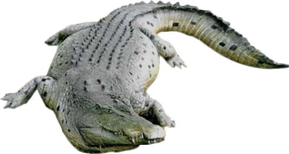 Crocodile Caïman en résine 340 cm