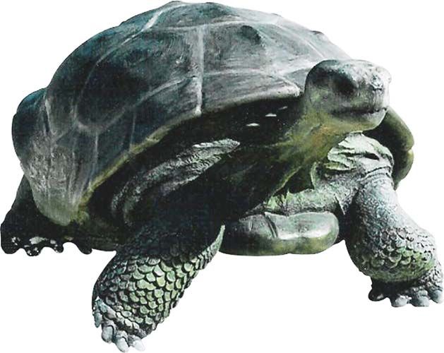 Tortue du Galapagos en résine 151 cm