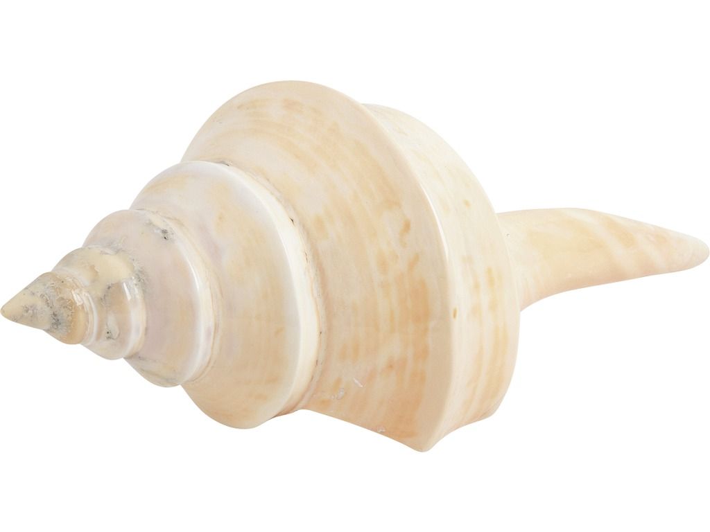 Coquillage 40 cm