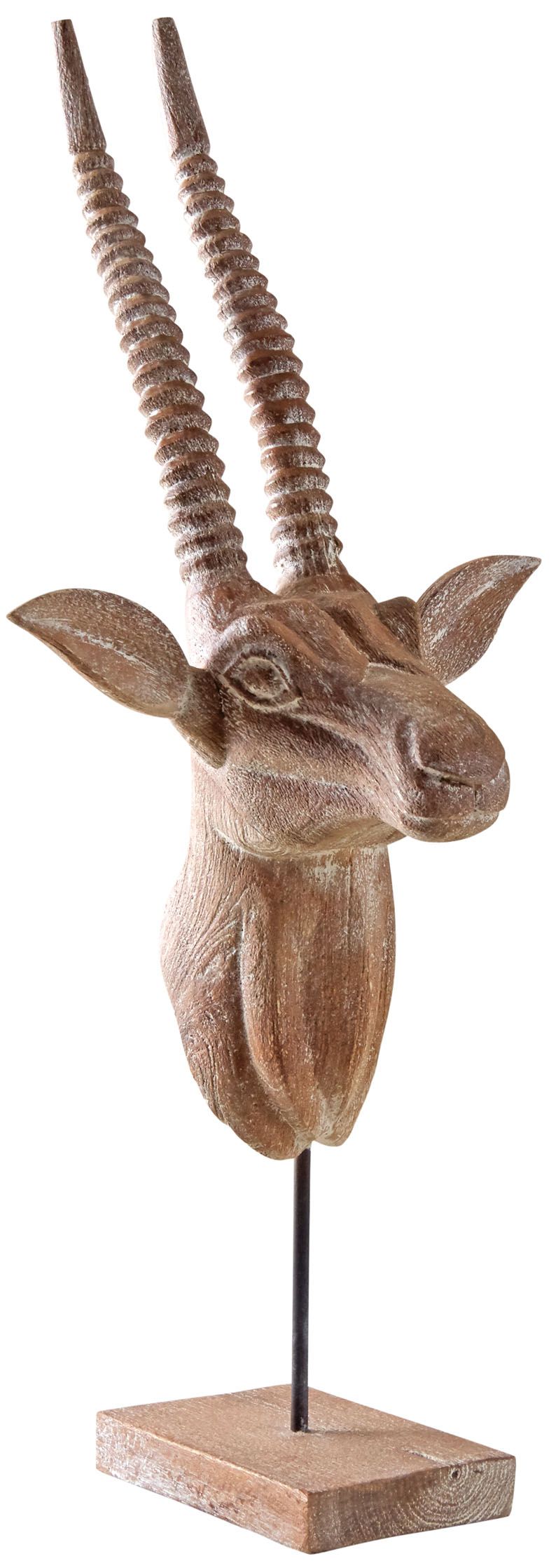 Trophée d'antilope