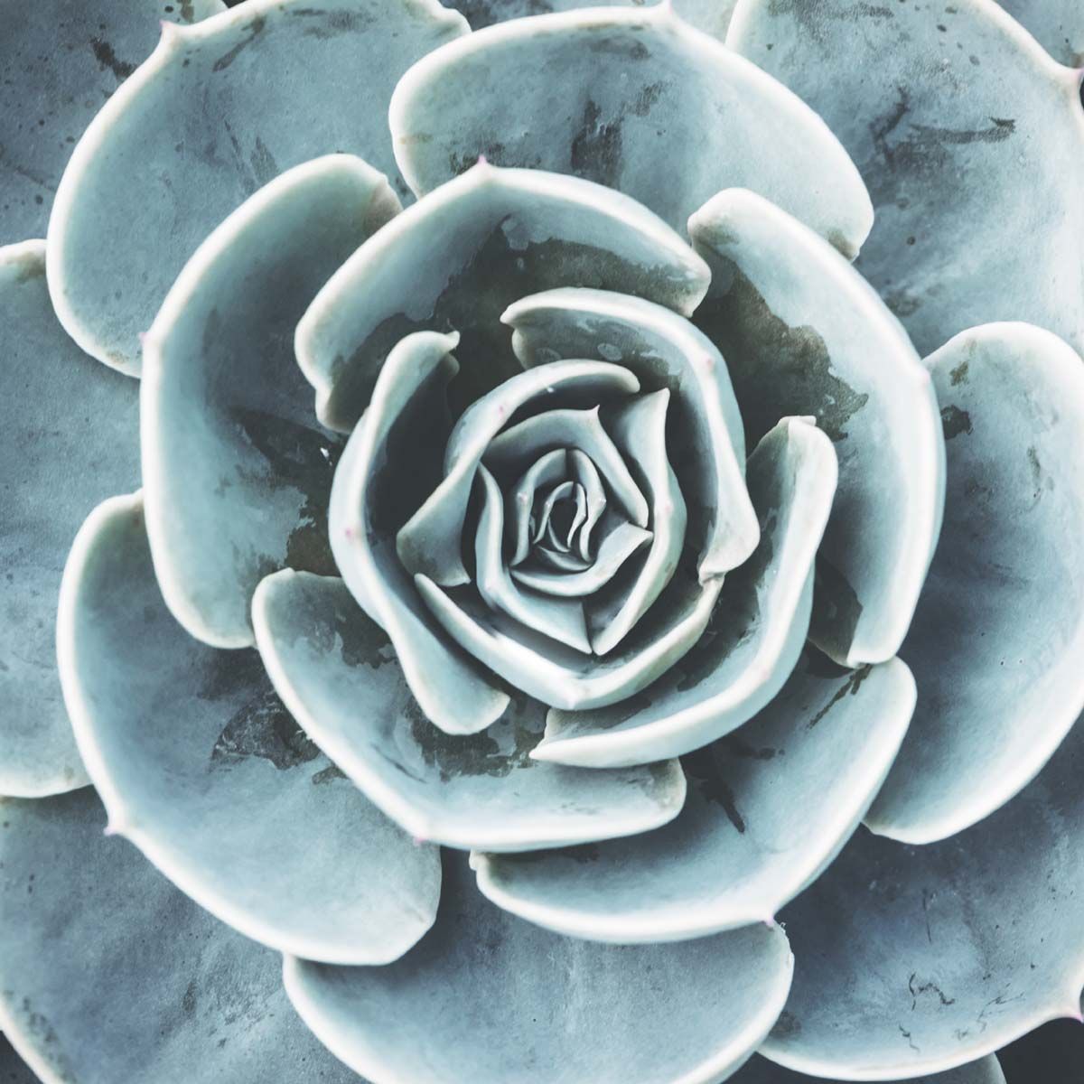 Toile plante succulente avec châssis en bois véritable 23x23 cm