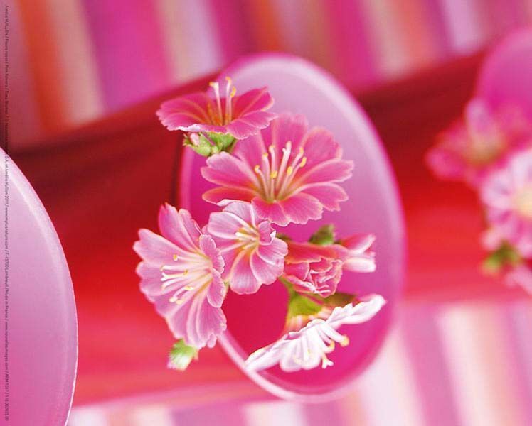 Affiche Fleurs roses - A. Vuillon 24x30 cm