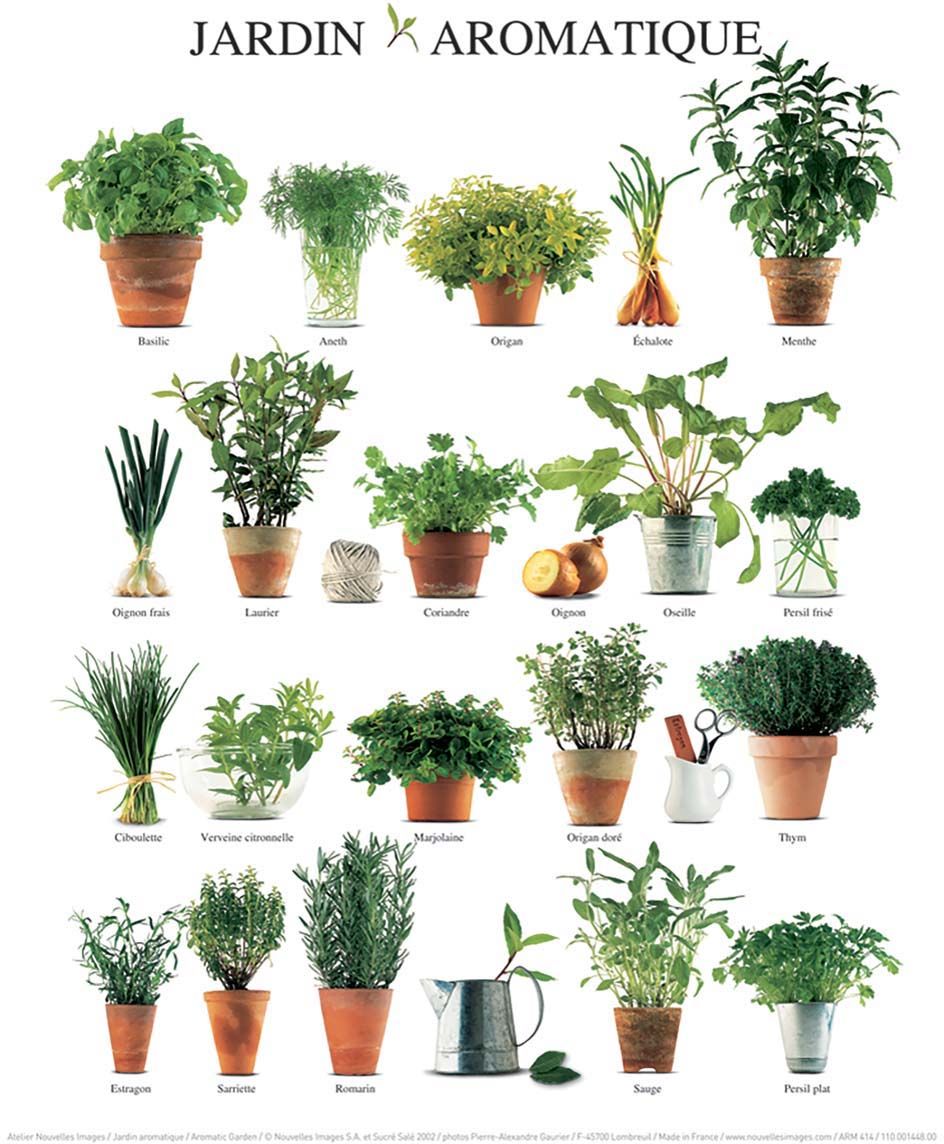 Affiche Jardin aromatique 24x30 cm