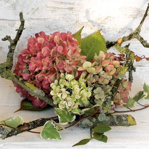 Affiche Hortensias - Catherine Beyler 30x30 cm