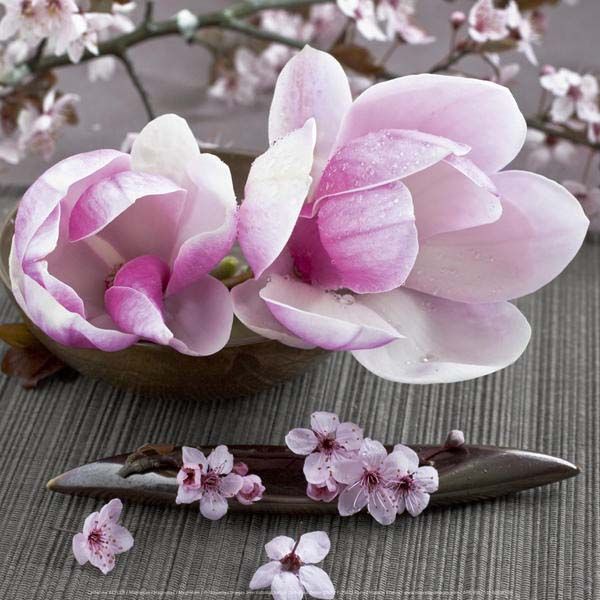 Affiche Magnolias - Catherine Beyler - 30x30 cm