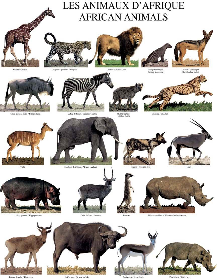 Affiche Les animaux d'Afrique 40x50 cm