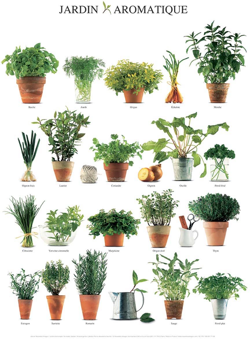 Affiche Jardin aromatique 40x50 cm