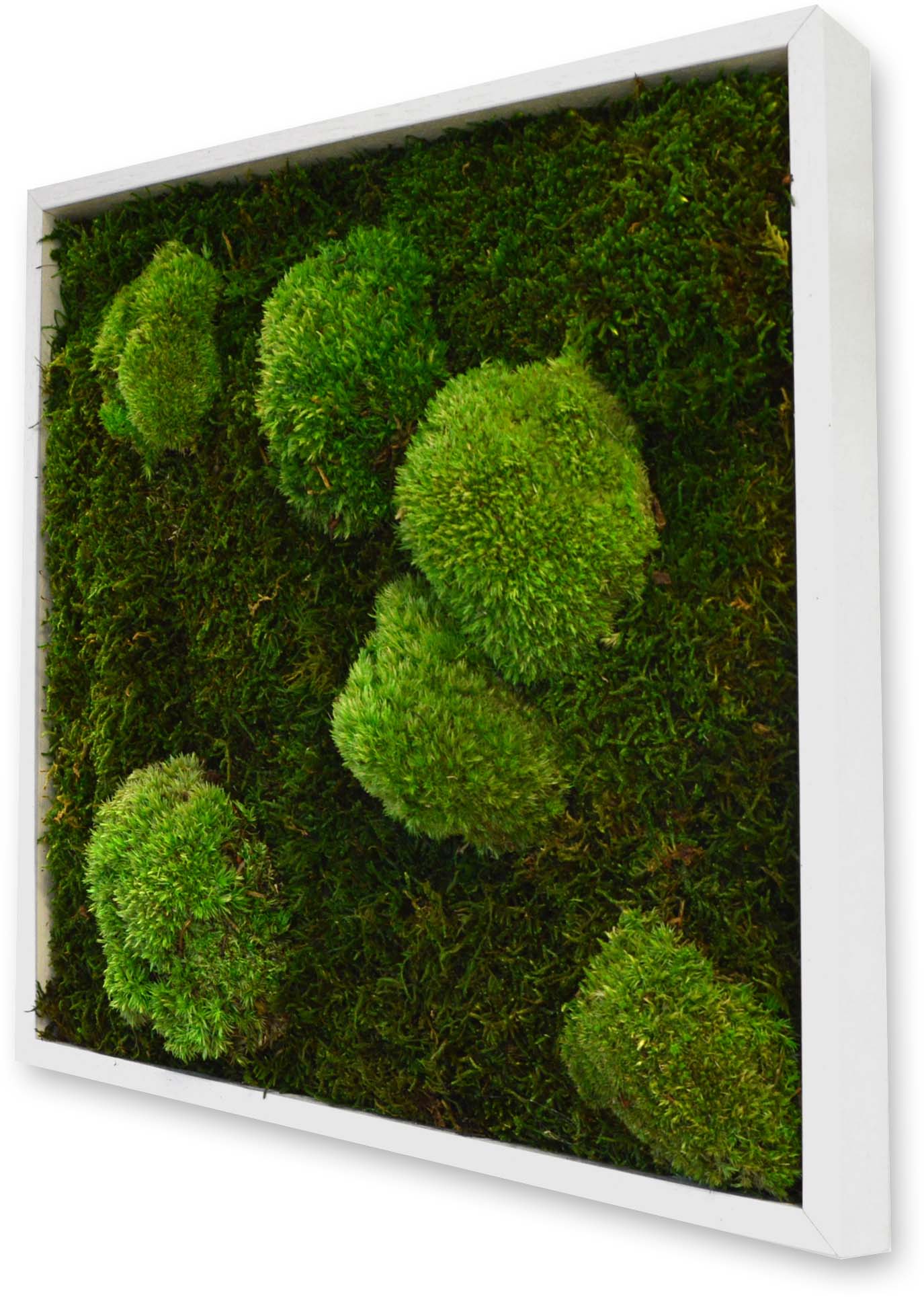 Tableau végétal carré mousse avec plantes stabilisées