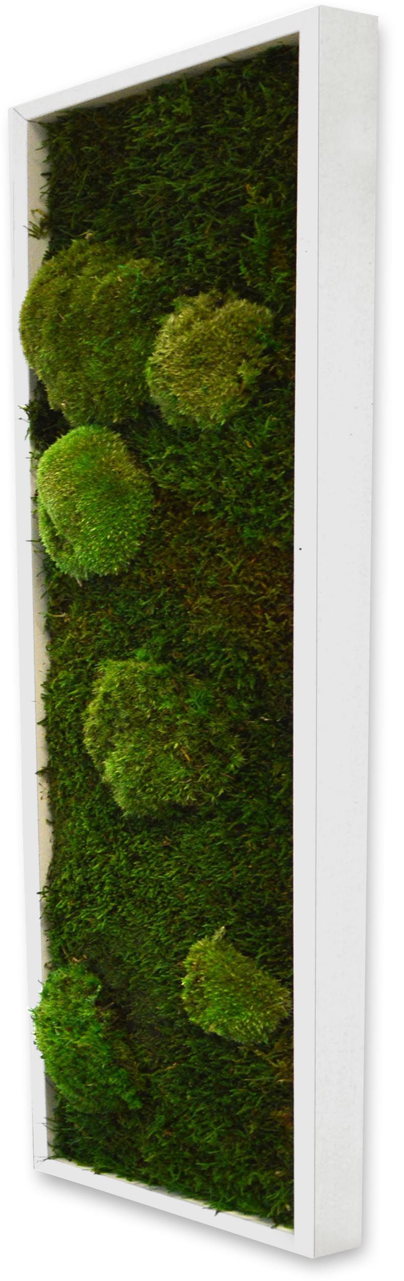 Panneau végétal mousse avec plantes stabilisées