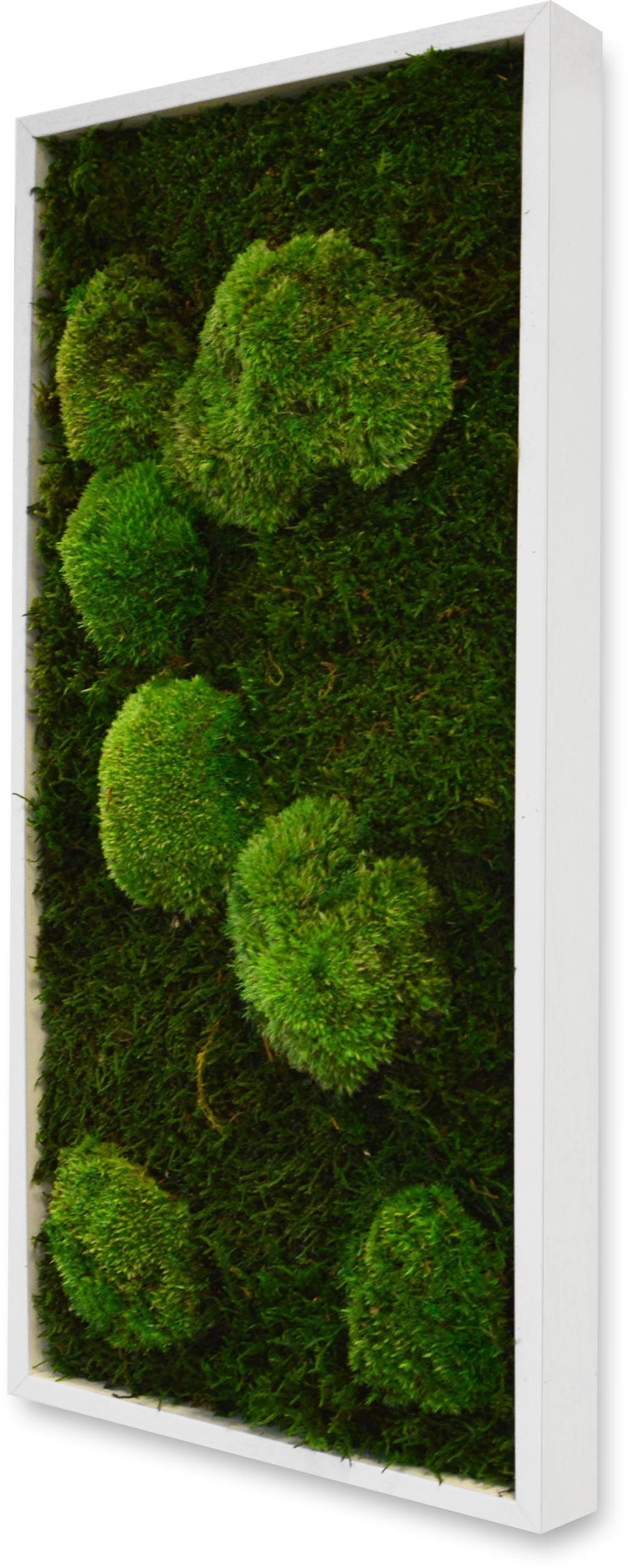 Tableau végétal rectangle mousse avec plantes stabilisées