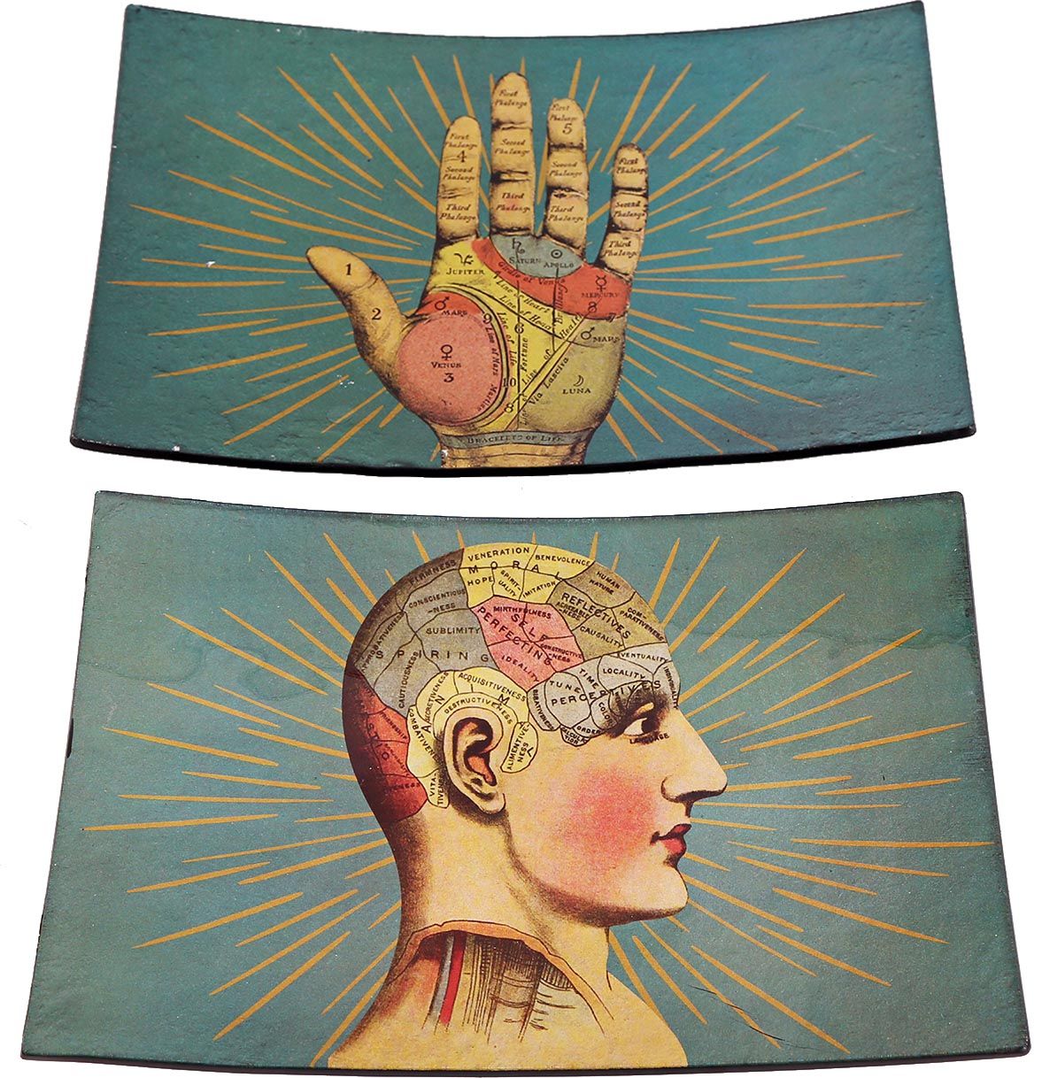 Vide-poche en verre phrénologie (Lot de 2)