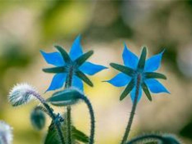 Fleur ornementale: elle décore aussi votre intérieur! I JardinDéco