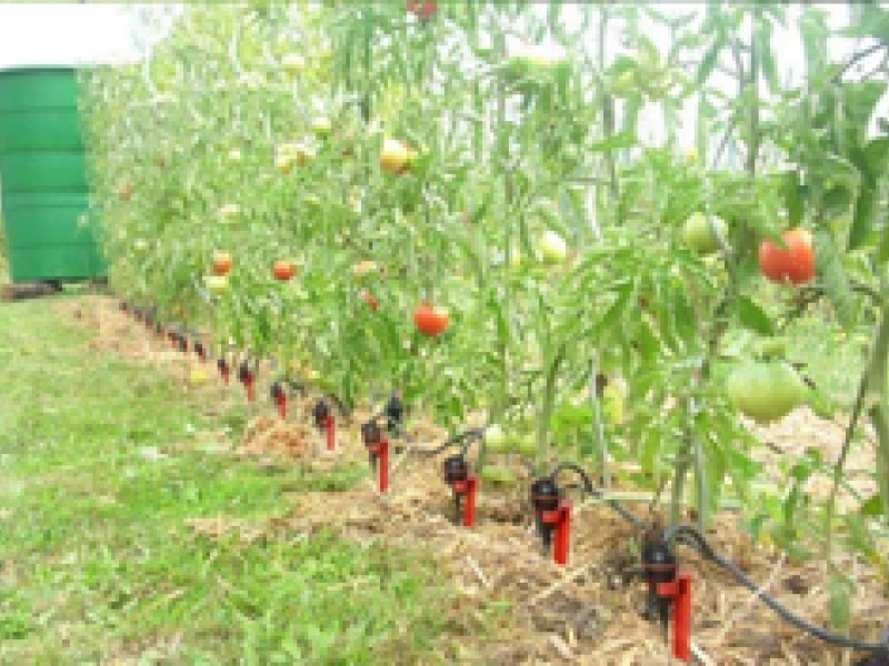 Arrosage potager : méthodes et astuces