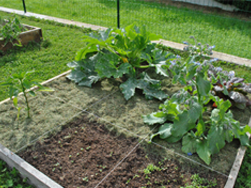 Faire un potager : les 4 étapes à suivre
