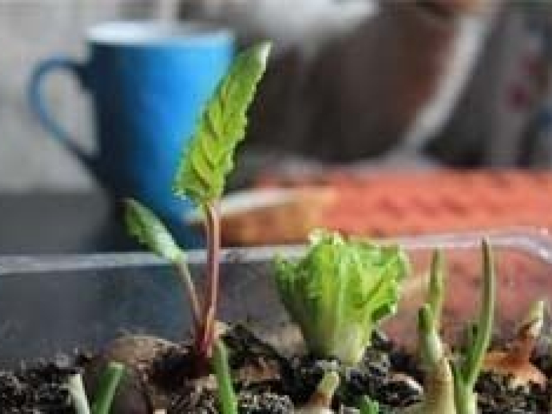 Potager maison : cultures et entretien