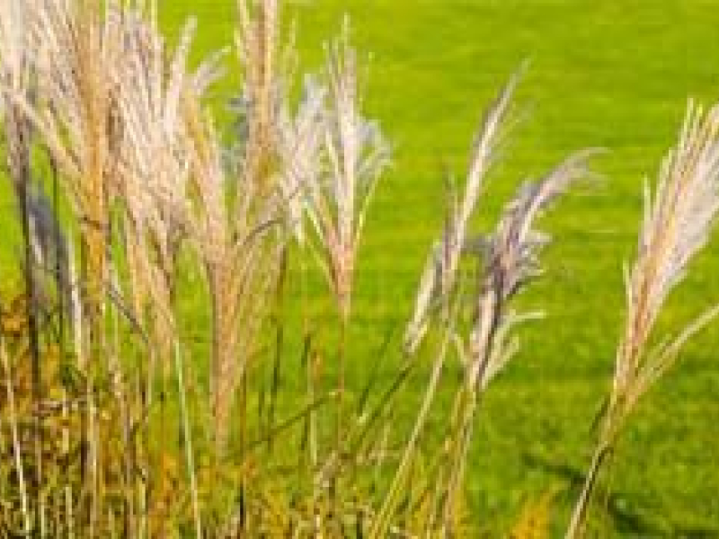 Pourquoi adopter le paillage de miscanthus ?